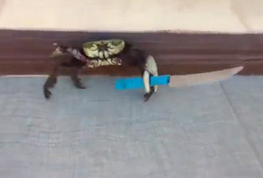 crab-knife